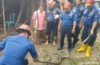 Personel Damkar Padang saat mengevakuasi ular di kandang ayam milik warga, selasa (Dok. Damkar Padang)