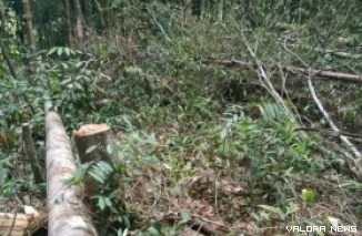 Kondisi hutan yang ditebangi. (Dok. Walhi Sumbar)