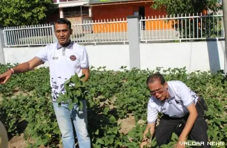 Ka Lapas Parepare Marten Ikut Memanen Kacang Edaname (*)