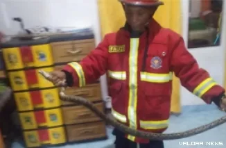 Petugas saat mengevakuasi ular dari rumah warga di Jalan Buton, Kelurahan Ulak Karang Utara, Kecamatan Padang Utara, Kota Padang, Selasa malam. (Dok. Damkar Padang).
