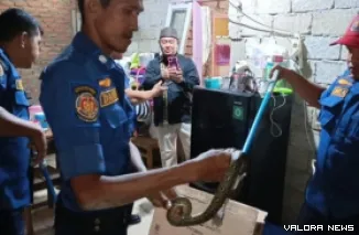 Petugas Damkar saat mengamankan ular yang masuk ke rumah warga di Perumahan Bumi Bahana, Kelurahan Balai Gadang, Kecamatan Koto Tangah, Kota Padang. (Dok. Damkar Padang)