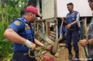 Petugas Damkar Padang saat mengevakuasi ular piton di kandang kambing milik warga. (Dok. Damkar Padang)