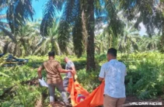 Personil polisi saat mengevakuasi mayat tanpa identitas yang ditemukan warga di kebun sawit. (Dok. Polres Pasaman Barat)