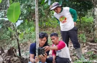 BKSDA Sumbar pasang kamera trap harimau sumatera di Pasia Laweh.