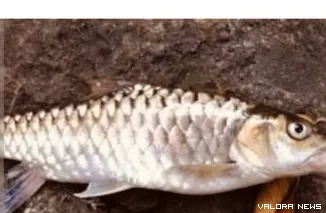 Ikan garing (tor tambroides, jenis ikan air tawar anggota suku ciprynidae) salah satu jenis ikan yang ditemukan mati mengapung, dari ratusan (mendekati ribuan) di Sungai Batang Salido pada Sabtu 21 Februari 2026, kemarin. FOTO: Dok Istimewa