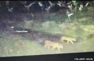 Potongan rekaman CCTV yang memperlihatkan keberadaan tiga ekor harimau Sumatera. (Dok. Ist)