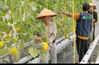 Kepala Tim Implementasi Kebijakan Ekonomi Keuangan Daerah BI Sumbar Lukman Hakim Mencoba Memetik Melon Hidroponik (Veri)