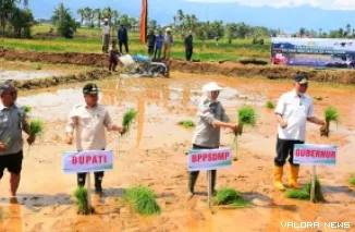 Bupati Agam, Benny Warlis bersama Mahyeldi (gubernur Sumbar), Idha Widi Arsanti (Kepala BPPSDMP Kementan) serta Tedy Dirhamsyah (Kapus Pelatihan Pertanian Kementan) lakukan penanaman padi di sawah yang rusak akibat bencana banjir di Agan, Kamis. (anizur)