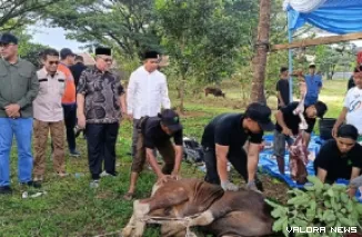 Ketua DPRD Sumbar, Muhidi didampingi Sekdaprov Arry Yuswandi, Dirut Gusti Candra dan jajaran, saat penyembelihan hewan kurban di kantor Bank Nagari cabang Pegambiran, Kota Padang, Kamis pagi. (humas)
