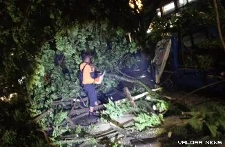 Tim TRC BPBD Padang melakukan pembersihan terhadap pohon tumbang. (Dok. Humas BPBD Padang)