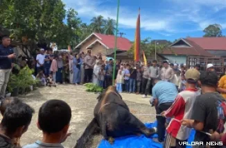 Warga Jorong Bandar, Nagari Bahoras merebahkan sapi simental berbobot 916 kilogram yang merupakan bantuan kemasyarakatan presiden pada momen Idul Adha 1447 H/2026 M, Rabu. (humas)