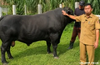 Kepala Dinas Pertanian Agam, Arief Restu saat memeriksa kondisi Sapi Belgian Blue yang akan jadi hewan kurban Presiden Prabowo Subianto di Masjid Raya Sumatera Barat di Padang. (anizur)