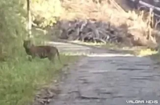 Cuplikan video yang memperlihatkan dua ekor harimau sumatera berada di jalan lintas menuju Kantor BRIN Koto Tabang dan Kantor GAW, Nagari Koto Rantang, Kabupaten Agam, viral di media sosial. (Dok. Ist)