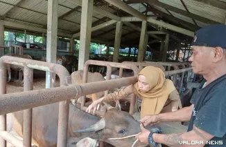 Petugas Sedang Melakukan Pemeriksaan Terhadap Hewan Ternak (*)