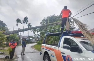 Pohon pinang tumbang menimpa kabel telepon di Surau Gadang Padang