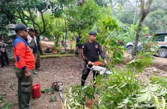 Tim BPBD melakukan evakuasi pembersihan pohon tumbang