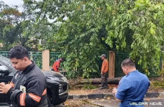 Personil BPBD Padang saat melakukan evakuasi pohon tumbang