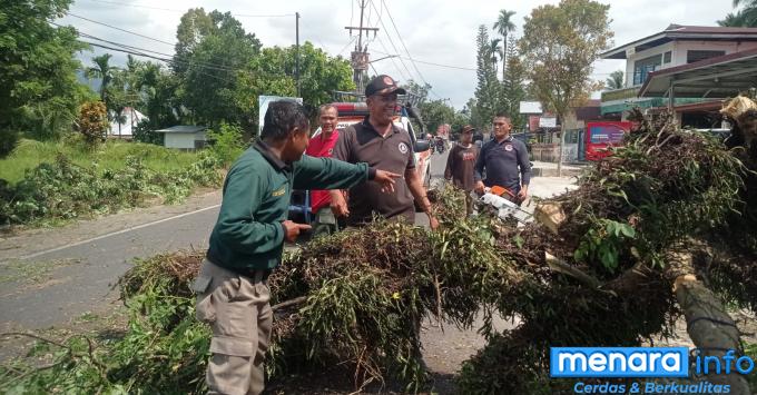 Pohon tumbang mengganggu akses jalan, diduga akibat akar yang telah lapuk