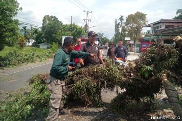 Pohon tumbang mengganggu akses jalan, diduga akibat akar yang telah lapuk