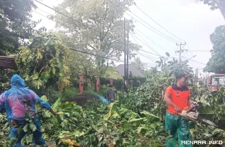 Proses Evakuasi Pohon Tumbang di Koto Tangah Padang, Sabtu (18/4/2026)