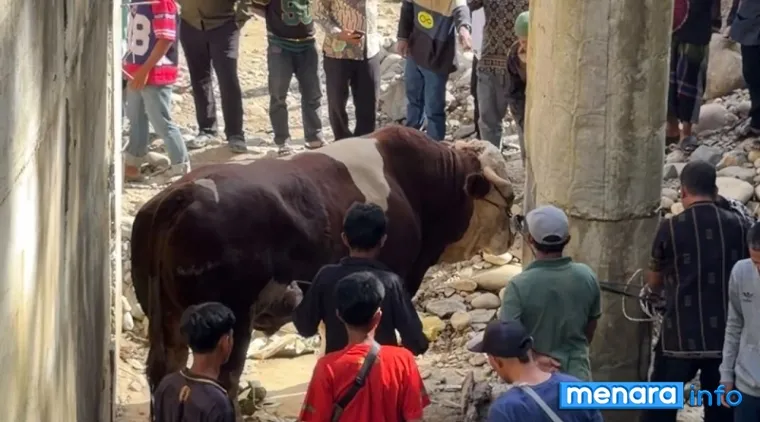 Warga Jorong Pertemuan, Nagari Muaro Sungai Lolo, Kecamatan Mapat Tunggul Selatan, Kabupaten Pasaman berusaha keras untuk menumbangkan sapi jenis simental seberat 1,2 ton yang merupakan hewan kurban Wagub Vasko Ruseimy, Rabu. (humas)