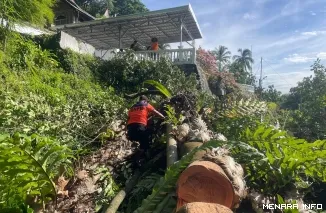 Tim TRC PB BPBD Padang Sedang Berupaya Mengevakuasi Pohon Tumbang Akibat Hujan Deras dan Angin Kencang, Kamis (21/5/2026)