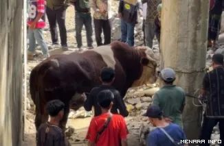 Warga Jorong Pertemuan, Nagari Muaro Sungai Lolo, Kecamatan Mapat Tunggul Selatan, Kabupaten Pasaman berusaha keras untuk menumbangkan sapi jenis simental seberat 1,2 ton yang merupakan hewan kurban Wagub Vasko Ruseimy, Rabu. (humas)