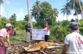 Warga Mentawai melakukan penyembelihan hewan kurban yang bersumber dari Program Tebar Qurban 1447 Hijriah/2026 M Pemerintah Provinsi (Pemprov) Sumatera Barat, Sabtu. (humas)