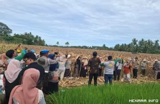 Panen Jagung di Surau Gadang di Kelurahan Koto Panjang Ikur Koto (KPIK), Kecamatan Koto Tangah (*)