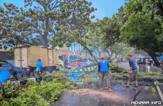 Petugas Sedang Membersihkan Pohon Tumbang Akibat Cuaca Ekstrem yang Melanda Kota Padang, Sabtu (5/7/2026)