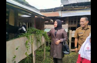 Hj Noni Beri Bantuan Kerbau dan Kambing ke Kelompok Tani Campago Badusanak