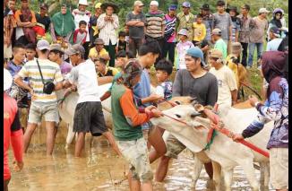 Wabup Tanah Datar Sebut Alek Pacu Jawi Sudah Mendunia