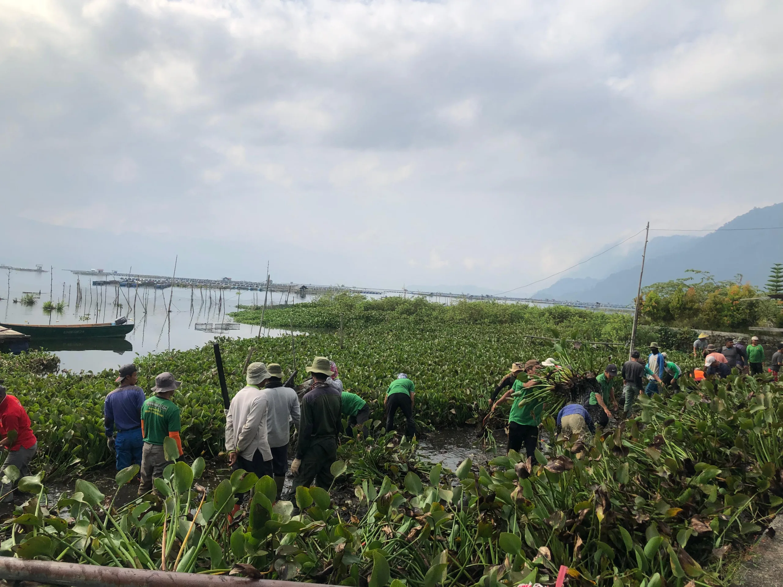 Goro Save Maninjau, Pemkab Agam bersama Warga Bersihkan Eceng Gondok.