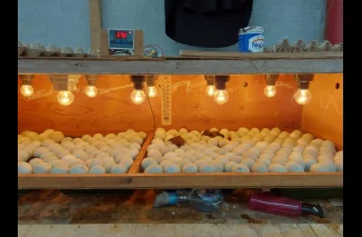 Program Penetasan Telur Itik WBP Lapas Kelas llA Bukittinggi Sukses