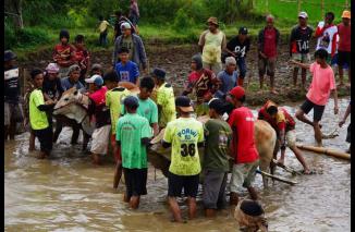 Alek Pacu Jawi di Nagari Sawah Tangah Pariangan Ditutup