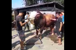 Bukittinggi Menjadi Salah Satu Kandidat  Calon Sapi Kurban Bantuan Presiden Tahun 2024