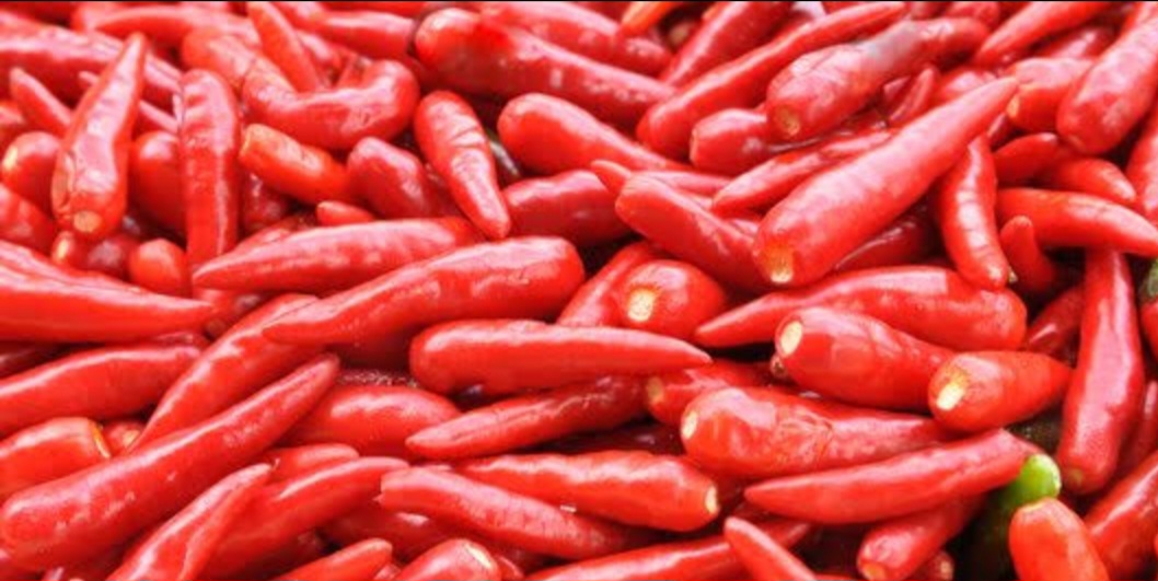 Cerita Cabe Berubah Jadi Politik di Bukittinggi, Ini Kata Ibu Ibu Pemetik..!