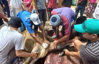 Sosialisasi Pemotongan Hewan Kurban Yang Aman, Sehat, Utuh dan Halal (ASUH)