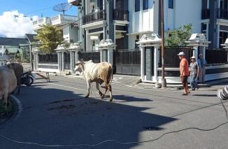 Pemko Siagakan Tim Rescue Oncall Penangkapan Hewan Kurban yang Lepas