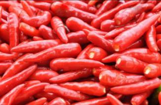 Cerita Cabe Berubah Jadi Politik di Bukittinggi, Ini Kata Ibu Ibu Pemetik..!