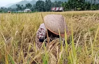 Ini Upaya Dinas Pertanian Tanah Datar Tingkatkan Produksi Padi