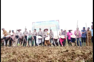 Tanah Datar Tanam Jagung Dukung Program Swasembada Pangan