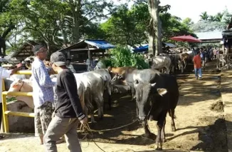 Pemkab Tanah Datar Keluarkan Imbauan Terkait Pencegahan PMK Hewan
