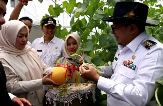 Bupati Tanah Datar Panen Perdana Buah Melon Keltan Kandang Gajah Nagari Guguak Malalo
