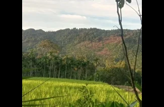 Kerusakan Hutan Lindung Rimbo Aneh di Agam, Sumatera Barat: Kepedulian Masyarakat dan Tindakan Tegas Dibutuhkan