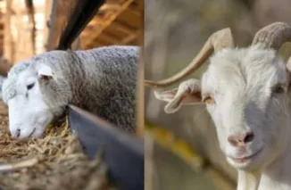 Kambing & Domba, Apa Bedanya?