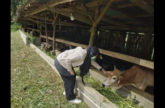 Idul Adha, Pemko Pastikan Kesehatan Hewan Kurban