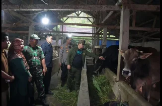 Wako Hendri Arnis Tinjau Sapi Kurban Presiden Prabowo, “Manja” Siap Disembelih di Padang Panjang