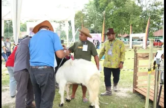 Peternak Padang Panjang Bawa Lima Kategori Juara di Kontes Ternak Kambing