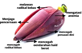 Catat! Ini Manfaat Jantung Pisang untuk Kesehatan 